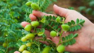 Chickpeas Chickpeas