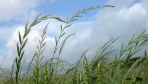 Grass weeds in wheat Grass weeds in wheat