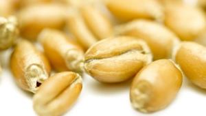 Grains of wheat Grains of wheat
