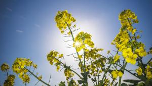 Oilseed rape variety choice Oilseed rape variety choice
