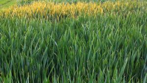Yellow rust in the field Yellow rust in the field
