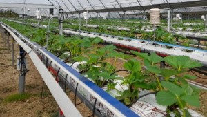 NIAB Soft Fruit Day  Strawberry plants growing in rows at the WET Centre, NIAB West Malling