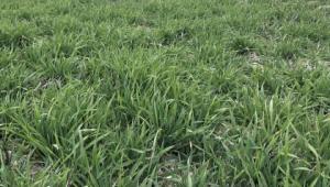 Young wheat plants growing in a field in the UK Young wheat plants growing in a field in the UK