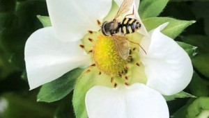 Hoverfly pollinating flower