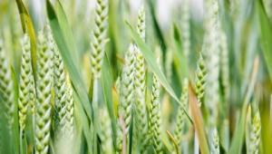 Wheat Wheat