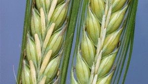 Crop characterisation Crop characterisation