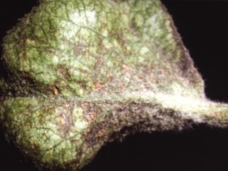 Apple rust mite shrivelled outer rosette leaf Bramley