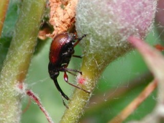 Rhynchites aequatus adult on apple fruitlet