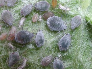 Rosy apple aphid adults