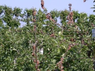 Blossom wilt in orchard