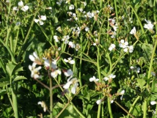 Cover crops