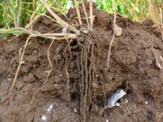 Soil profile