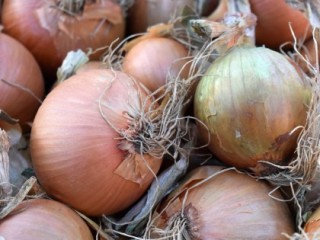 Several harvested onions