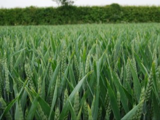 Wheat growing in a field