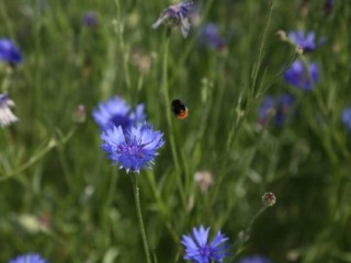 Bumblebee flying towards cornflowers