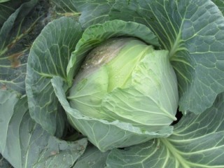 Cabbage