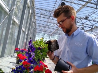 Inspecting a plant in the glasshouse