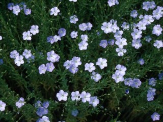 Linseed flowers