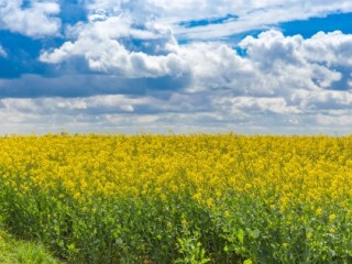 Field of flowering oilseed rape under a blue sky