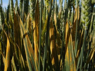 Yelloe rust in wheat