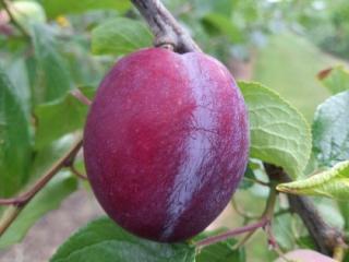 Malling Elizabeth plum