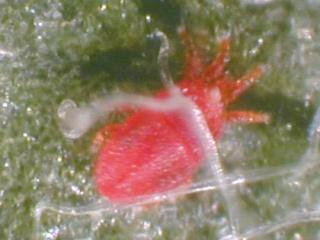 Adult flat scarlet mite Adult flat scarlet mite
