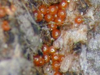 Fruit tree red spider mite eggs Fruit tree red spider mite eggs