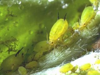 Green apple aphid with dark siphunculi Green apple aphid with dark siphunculi