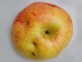 Rhynchites damage to Gala fruit Rhynchites damage to Gala fruit