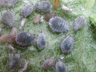 Rosy apple aphid adults Rosy apple aphid adults