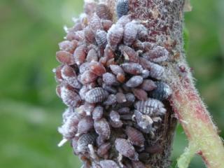 Woolly apple aphid with wax removed Woolly apple aphid with wax removed