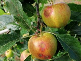 Apple scab Apple scab