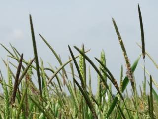 Black-grass Black-grass