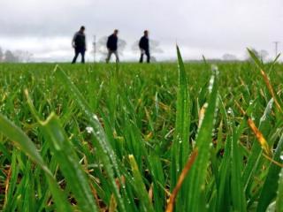 Agronomy field walking Agronomy field walking
