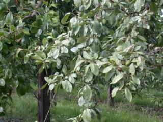 Silver leaf on tree (plum) Silver leaf on tree (plum)