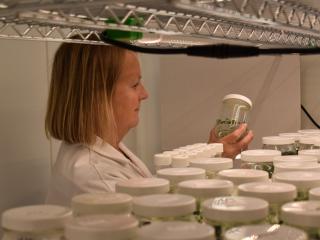 Niab staff member looking at pots in Niab's Tissue Culture lab Niab staff member looking at pots in Niab's Tissue Culture lab