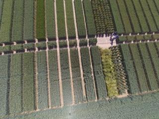 Variety trials at Niab Variety trials at Niab