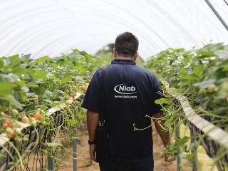 Niab staff Niab staff