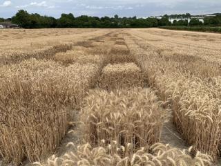 Diversity enriched wheat Diversity enriched wheat