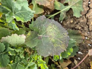 Light leaf spot in WOSR Light leaf spot in WOSR