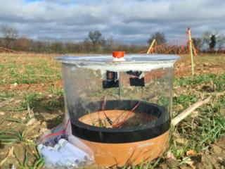 Exploiting novel wheat genotypes for regen-ag Exploiting novel wheat genotypes for regen-ag