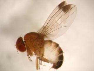 Adult male SWD