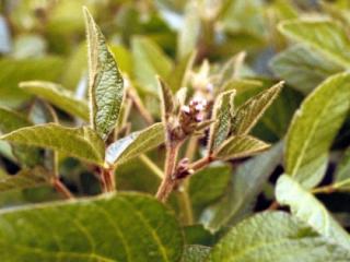 Alternative protein crops Alternative protein crops