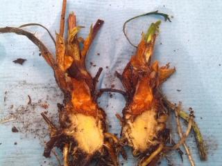 Strawberry Crown Rot Strawberry Crown Rot