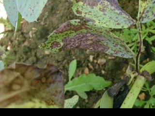 Chocolate spot resistance in winter beans Chocolate spot resistance in winter beans