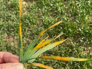 Yellow rust on whea Yellow rust on wheat