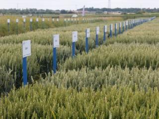 Niab wheat variety demos Niab wheat variety demos