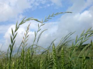 Grass weeds in wheat Grass weeds in wheat