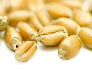 Testing wheat seed Testing wheat seed