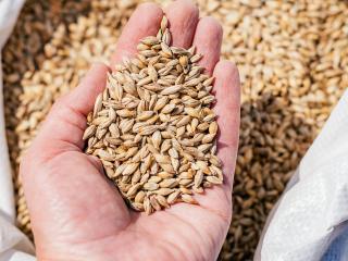 Seed sampling Seed sampling